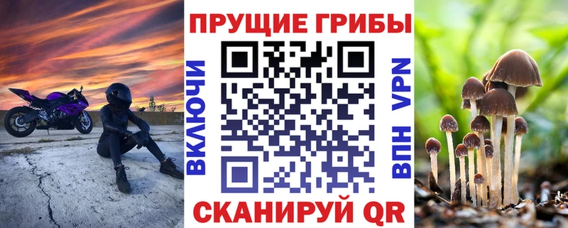 Галлюциногенные грибы Psilocybe закладка Кингисепп